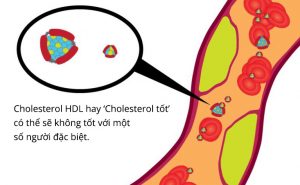 cholesterol-hdl-co-thuc-su-tot