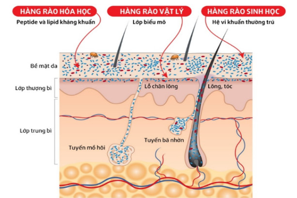 de-khang-da-co-3-hang-rao