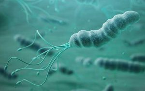 vi-khuan-h-pylori