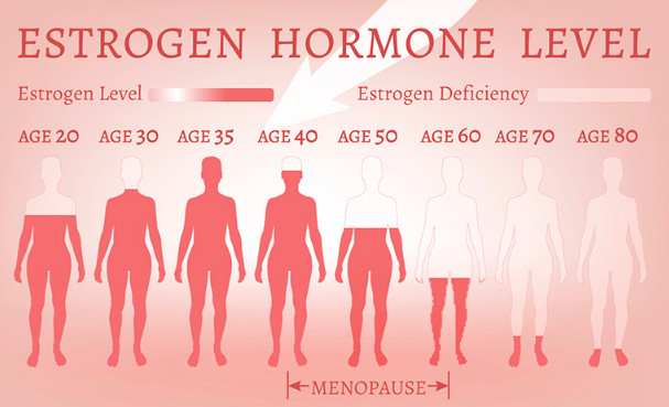 estrogen-hormone-level