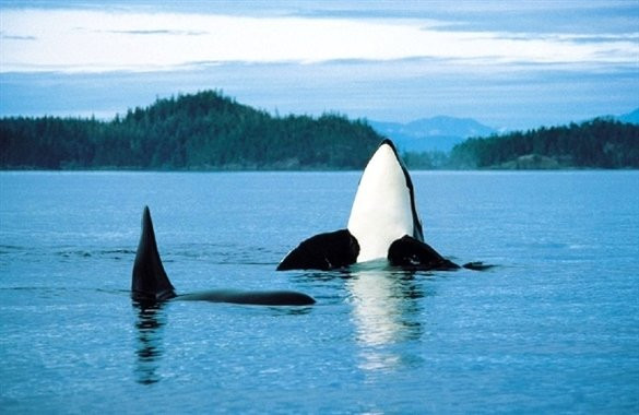 ngam-ca-voi-orcas